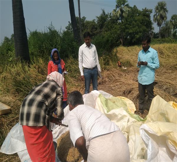 Peddapalli District - Peddapalle Division                                                                                                                                                                                                                  - Crop Cutting Expts.,                                                                                                                                   - Attended PMFBY Paddy harvesting supervision at MULASALA village of Peddapalle Mandal                                                                                                                                                                            - dt.04/11/2019          